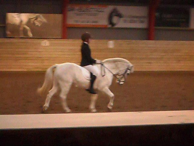 Welsh Pony (sec B) *Lille Hvid <3 R.I.P - dressur stævne! <3 billede 7