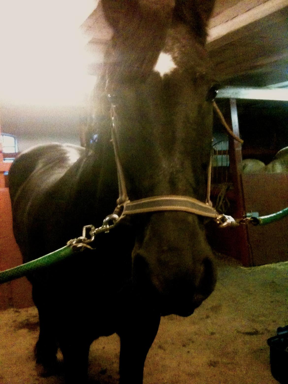 Frieser Tonia billede 6