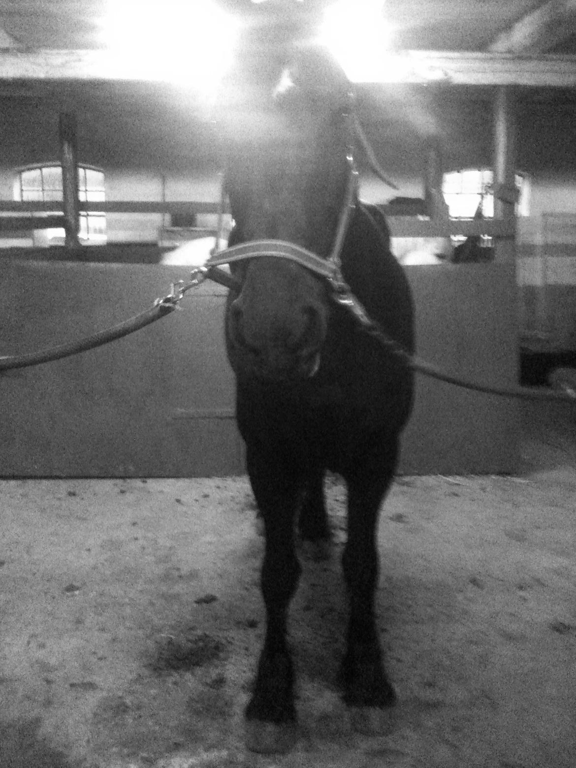 Frieser Tonia billede 7