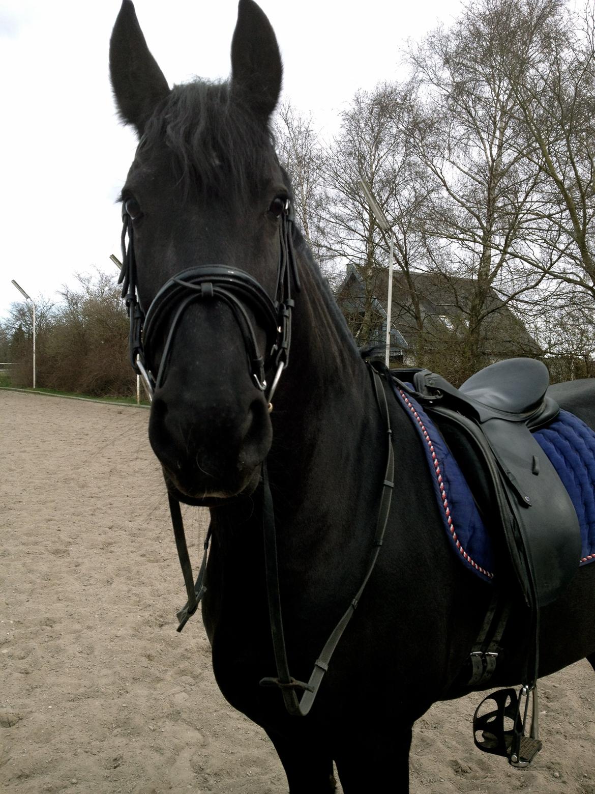 Frieser Tonia billede 8