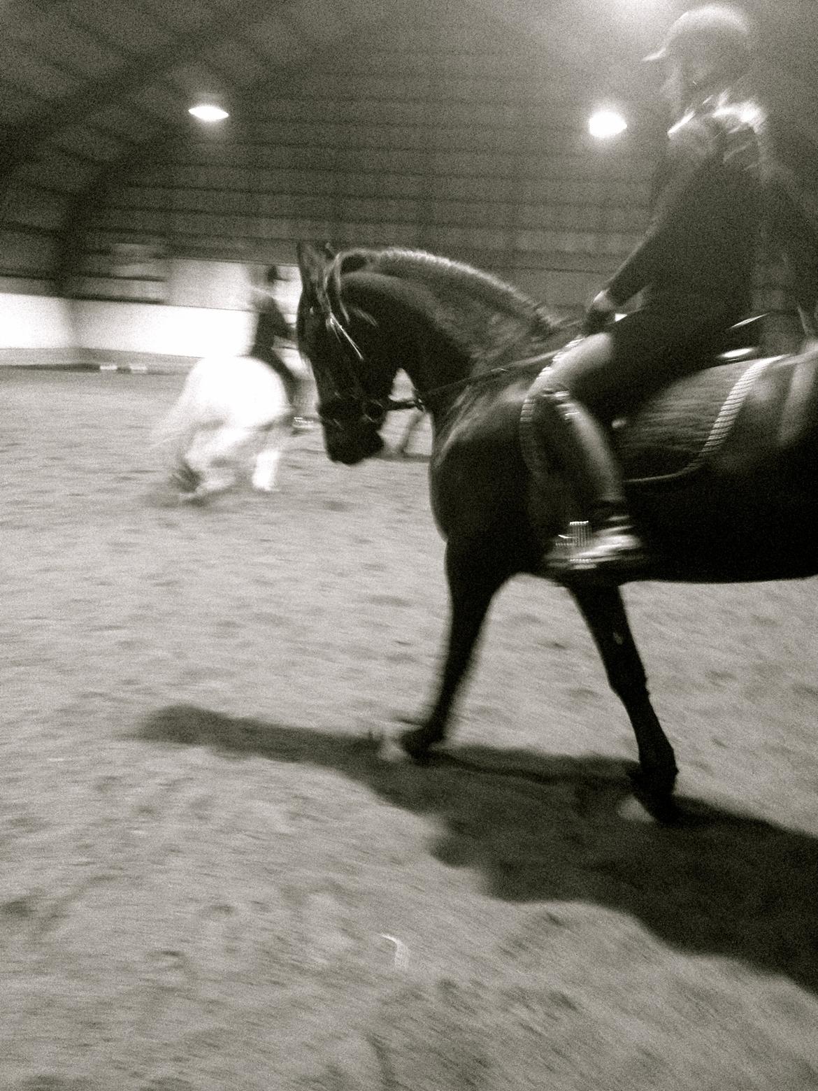 Frieser Tonia billede 11