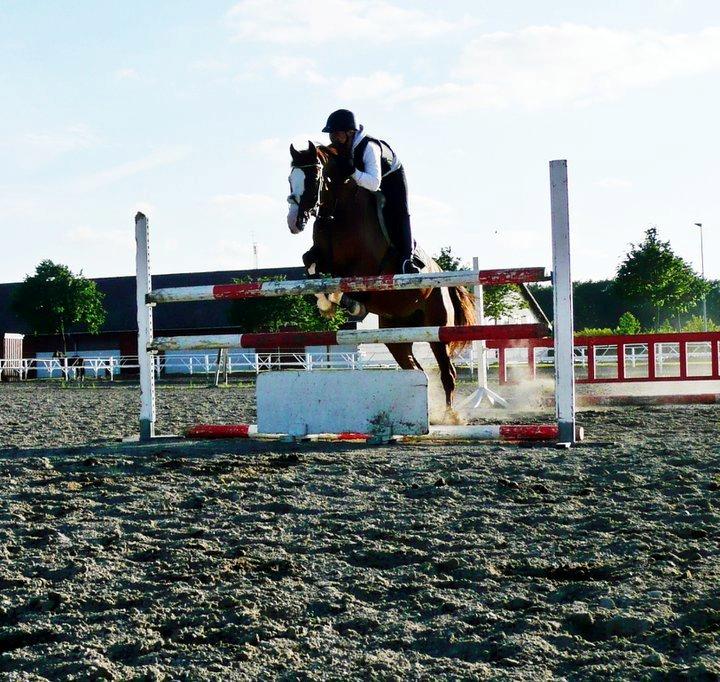 Welsh Partbred (Sec F) Indrino - Udendørstræning, 115 :) billede 4