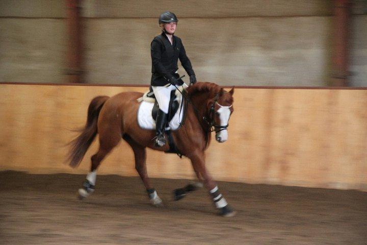 Welsh Partbred (Sec F) Indrino - Distriktstævne på SSRK, her under opvarmningen  billede 12