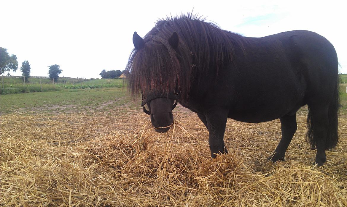 Shetlænder Felix - Min skønne tykke Felix <3 billede 1
