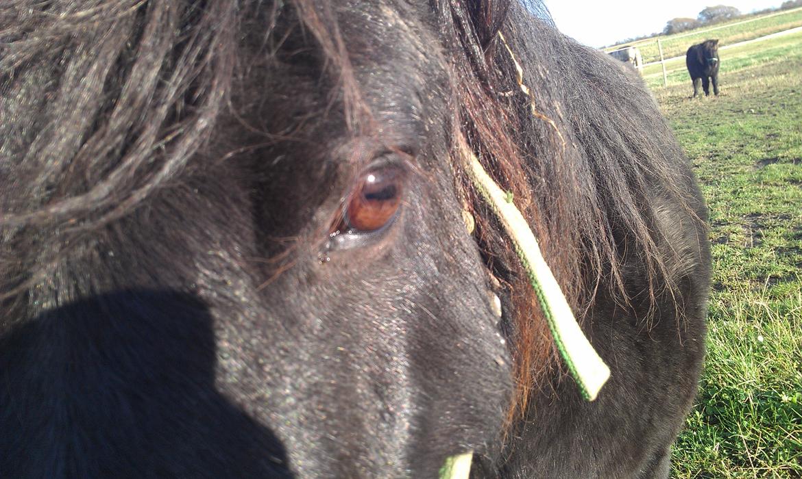 Shetlænder Felix - Hans smukke øje <3 billede 3