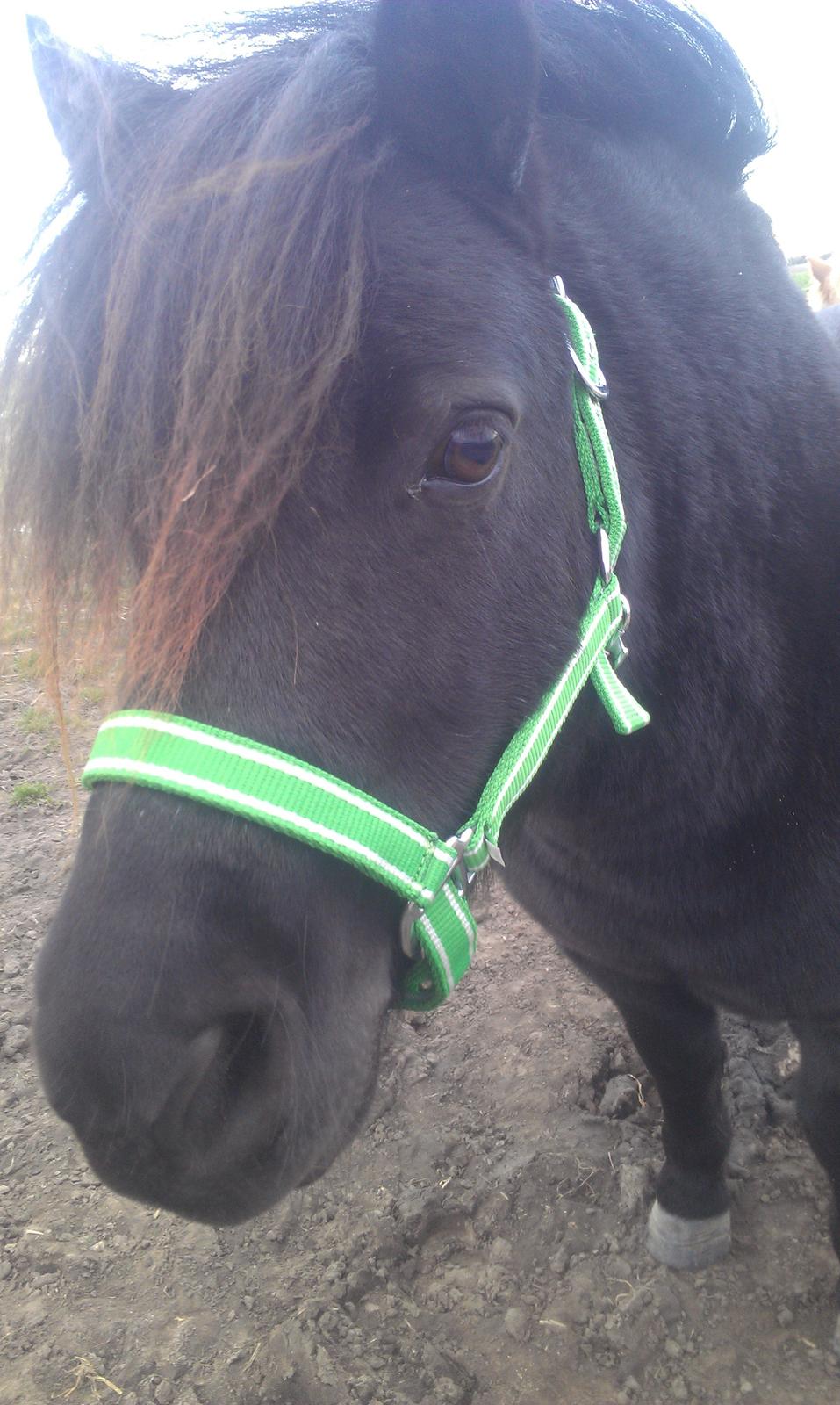 Shetlænder Felix - Hans smukke nye grime <3 billede 2