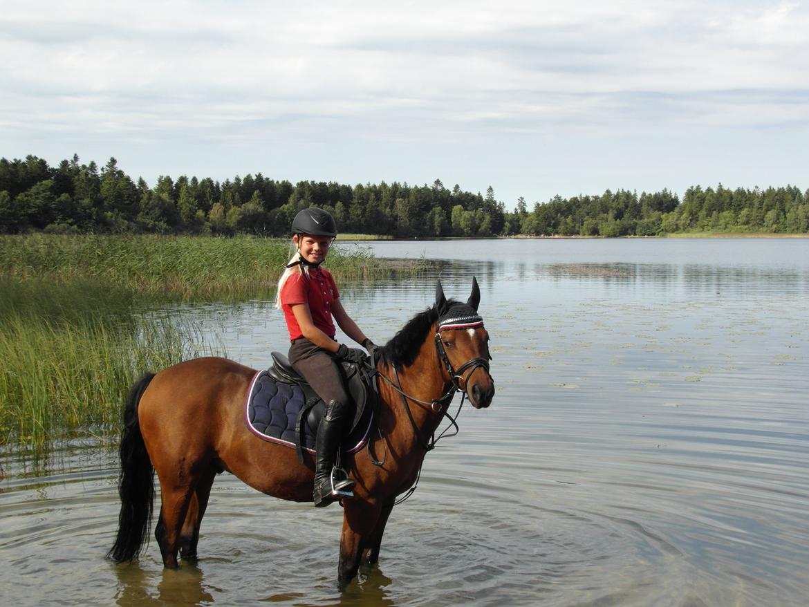 Welsh Pony (sec B) Mac Million (Stubbumgårds Tobias) Solgt og savnet< billede 17