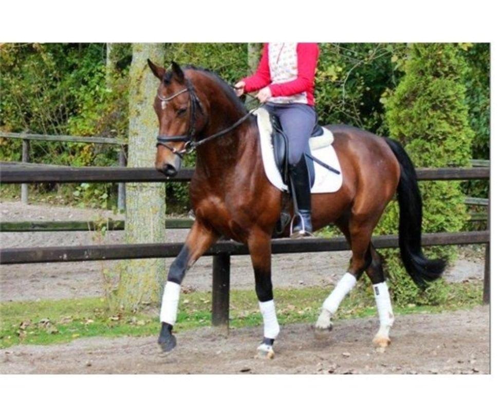 Anden særlig race Baltimore billede 1