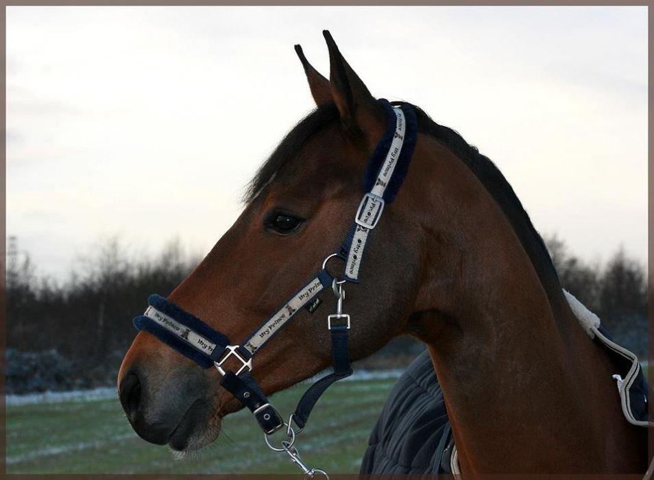 Anden særlig race Baltimore billede 2