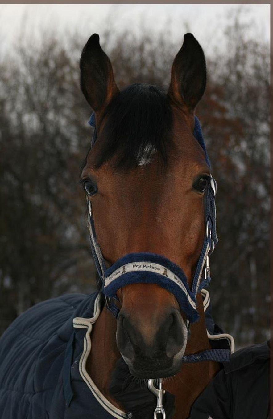 Anden særlig race Baltimore billede 3