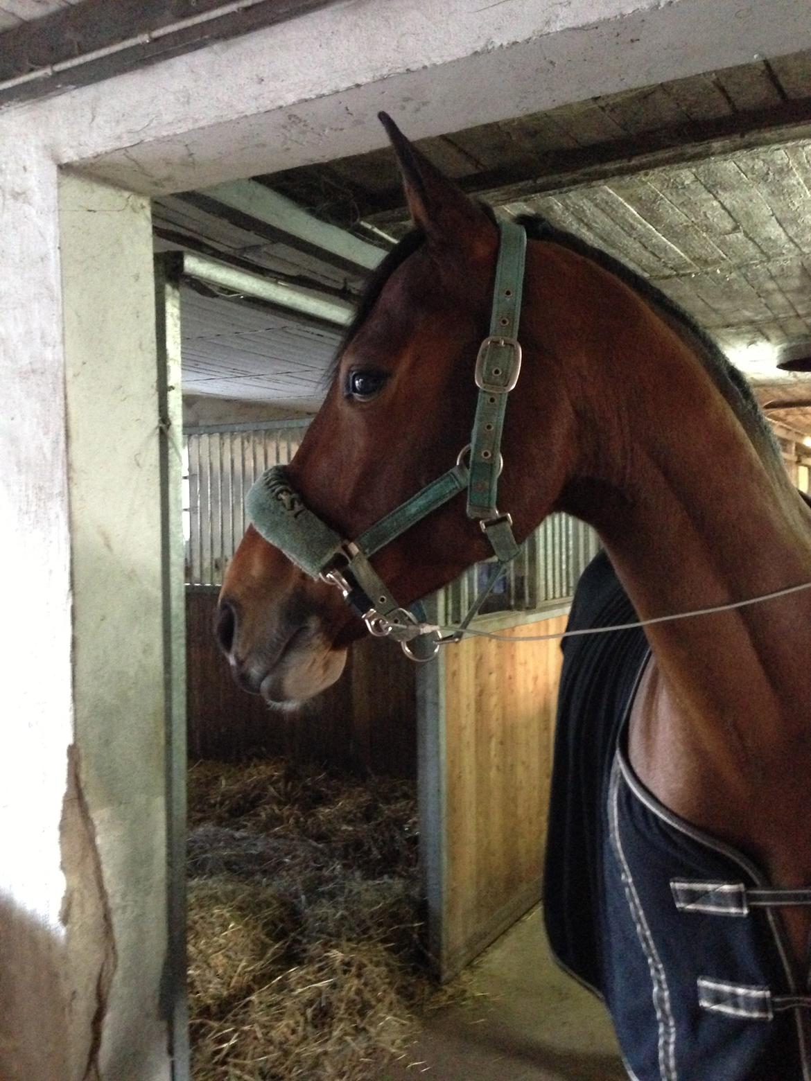 Anden særlig race Baltimore - Fra staldgangen inden han skulle til sit nye hjem billede 4