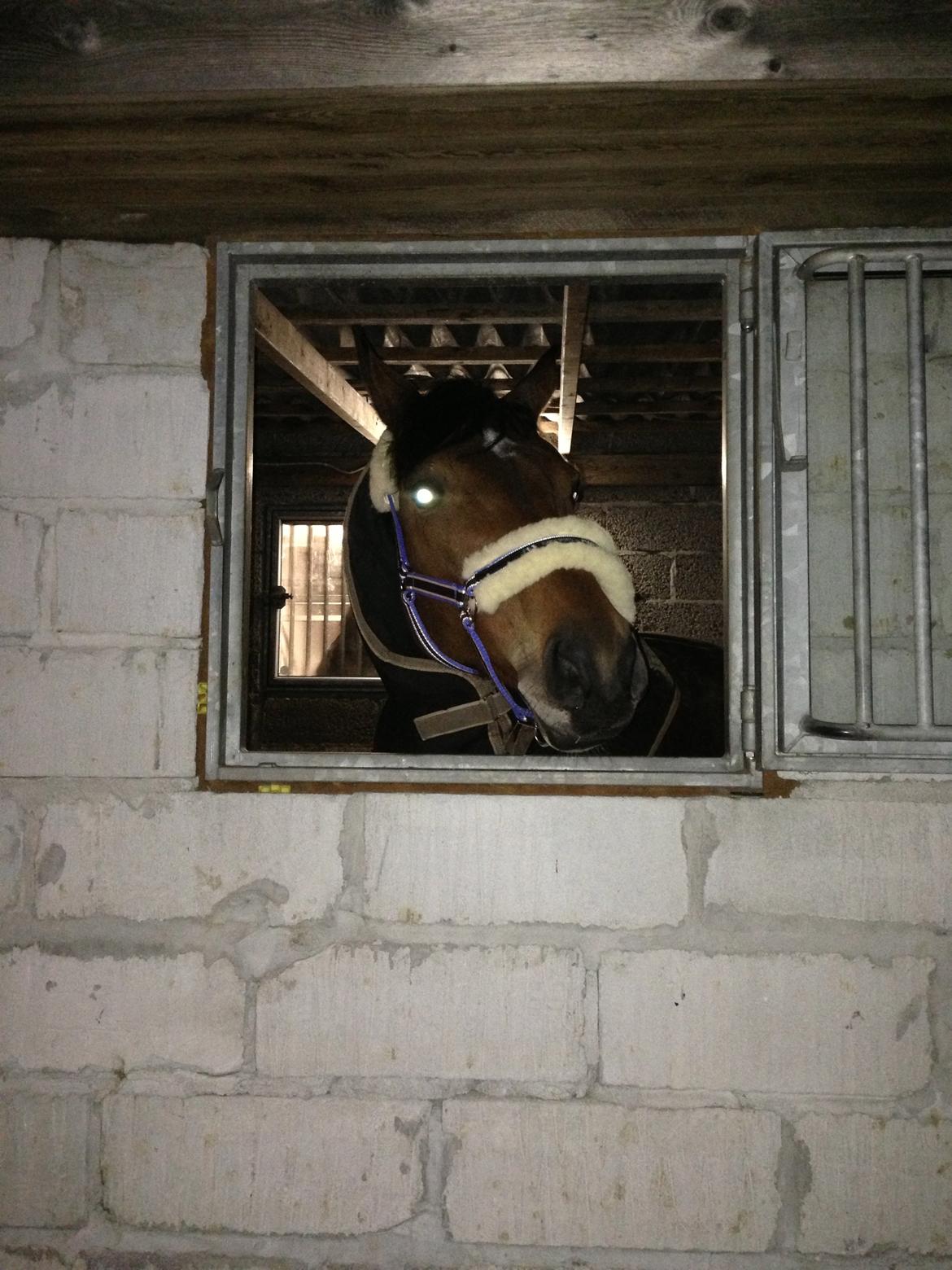 Anden særlig race Baltimore - Lige landet i sin nye boks og er glad for sit vindue billede 5