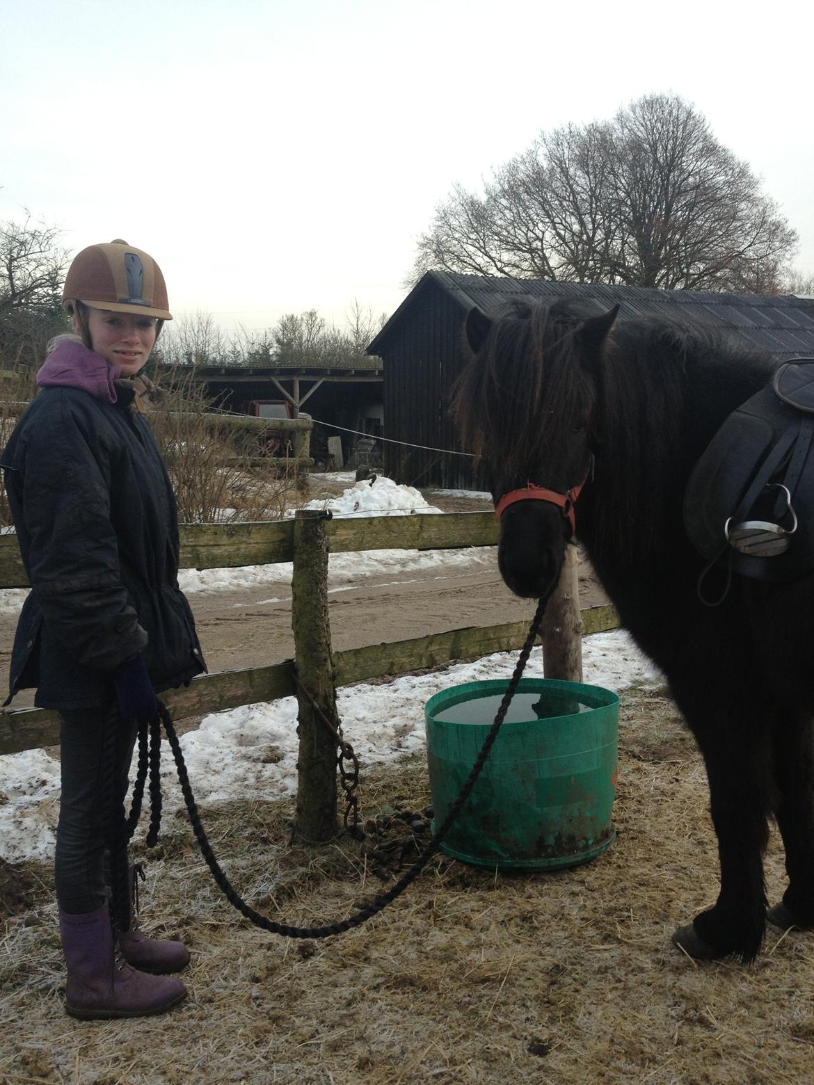 Islænder Thor (Mussi) - Han blev da tørstig :) ?  billede 6