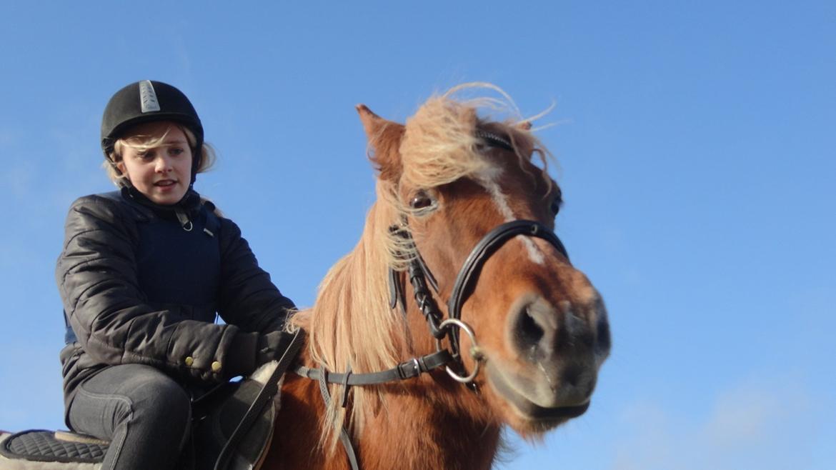 Islænder Nuser  billede 11