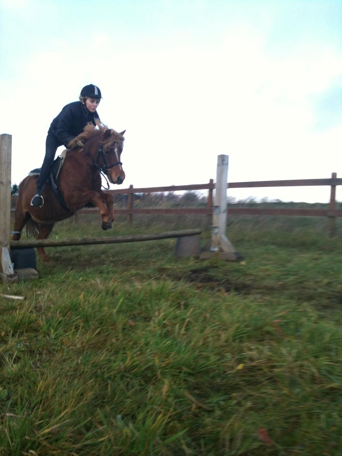 Islænder Nuser  - :D billede 12