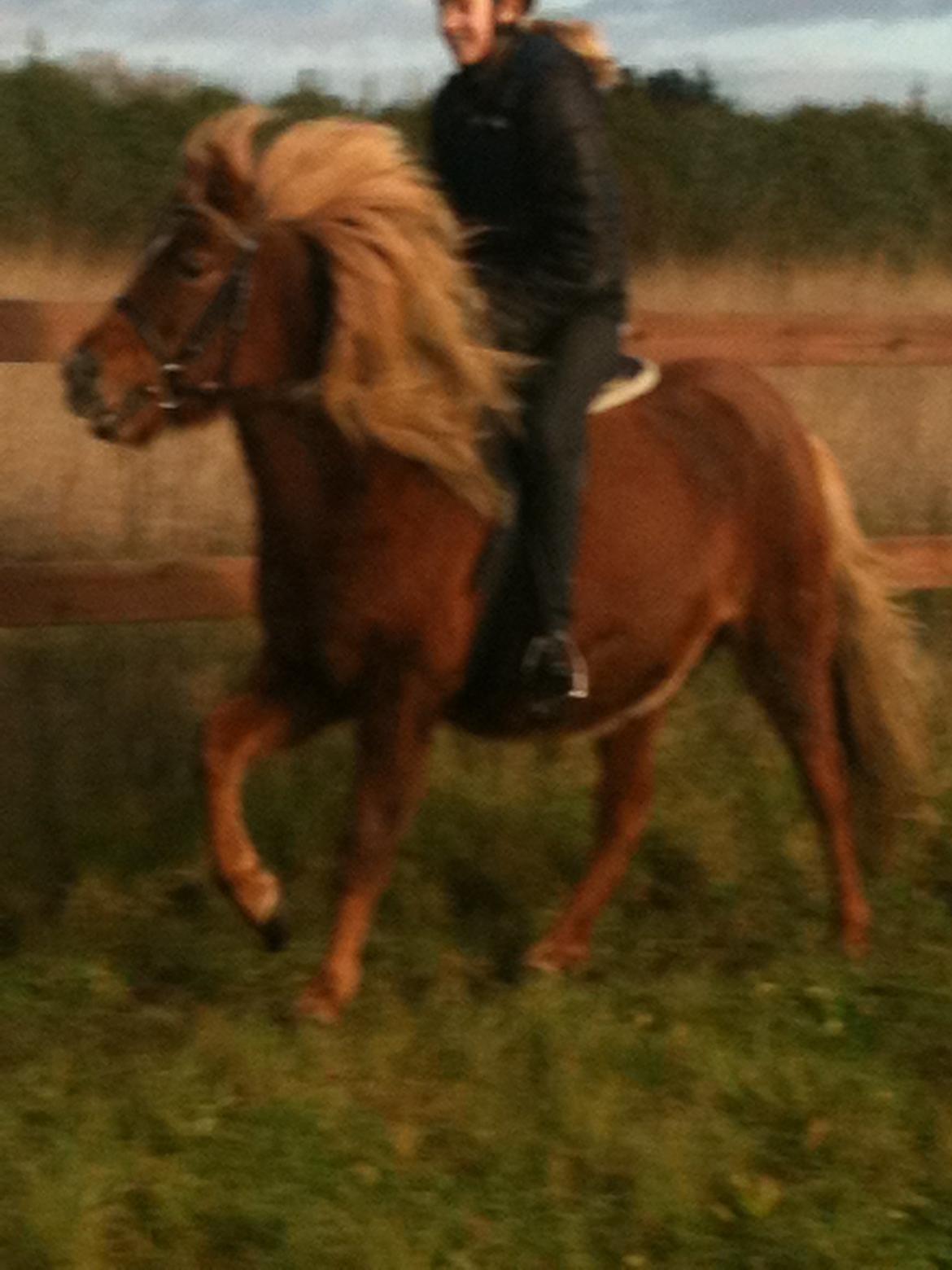 Islænder Nuser  billede 13