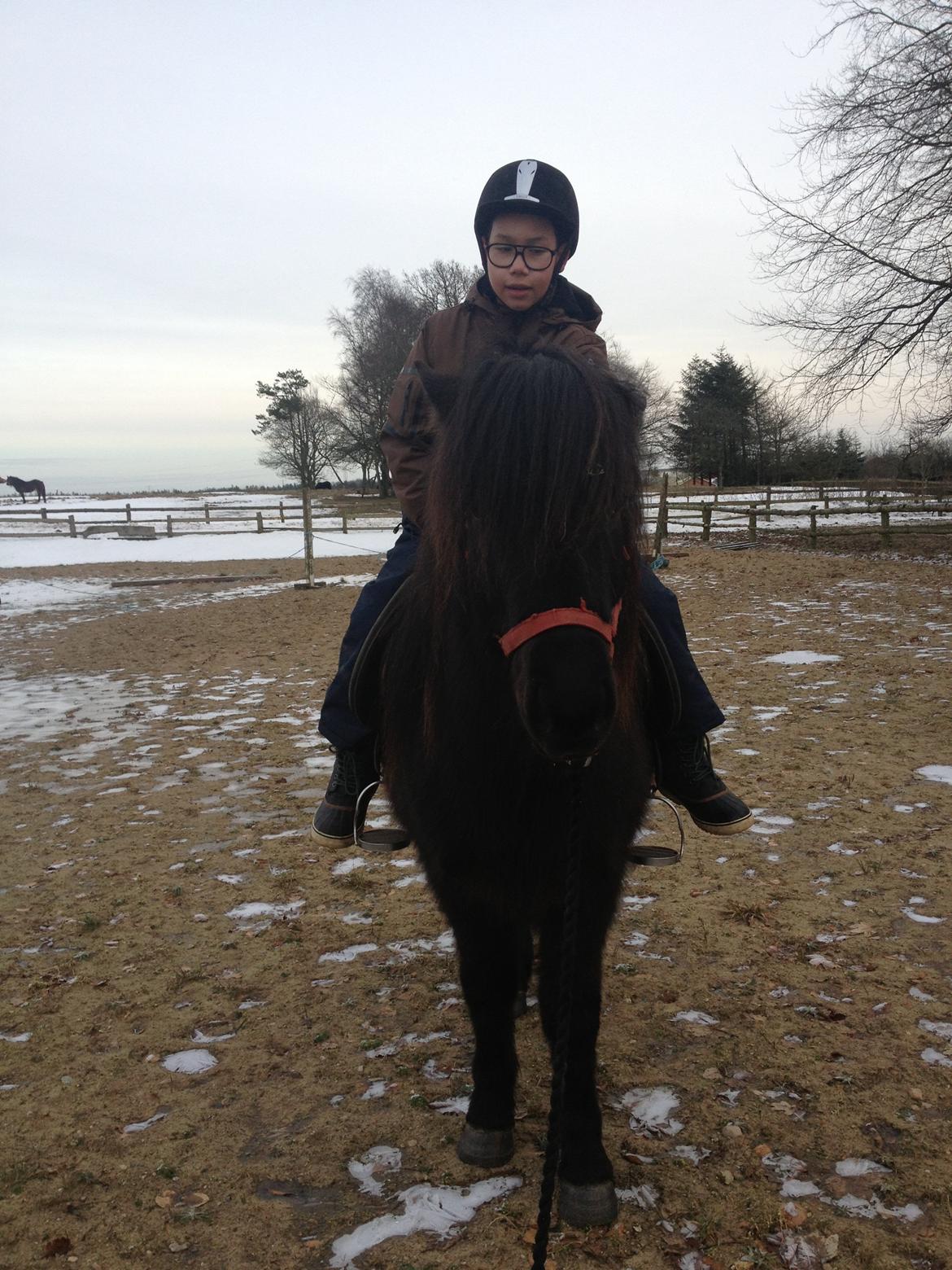 Islænder Thor (Mussi) - Thor og Alex :)  billede 16