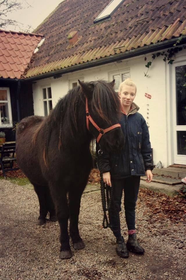 Islænder Thor (Mussi) - Udenfor mig hus :)  billede 17