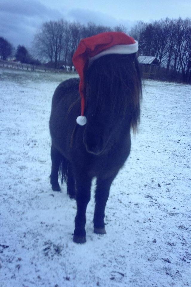 Islænder Thor (Mussi) billede 18