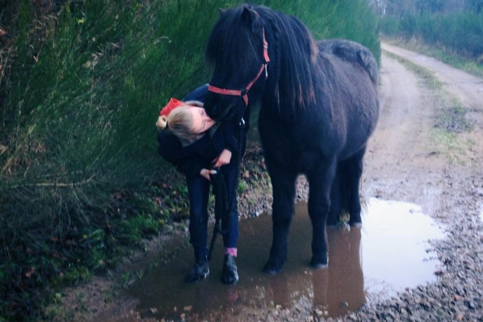 Islænder Thor (Mussi) billede 9