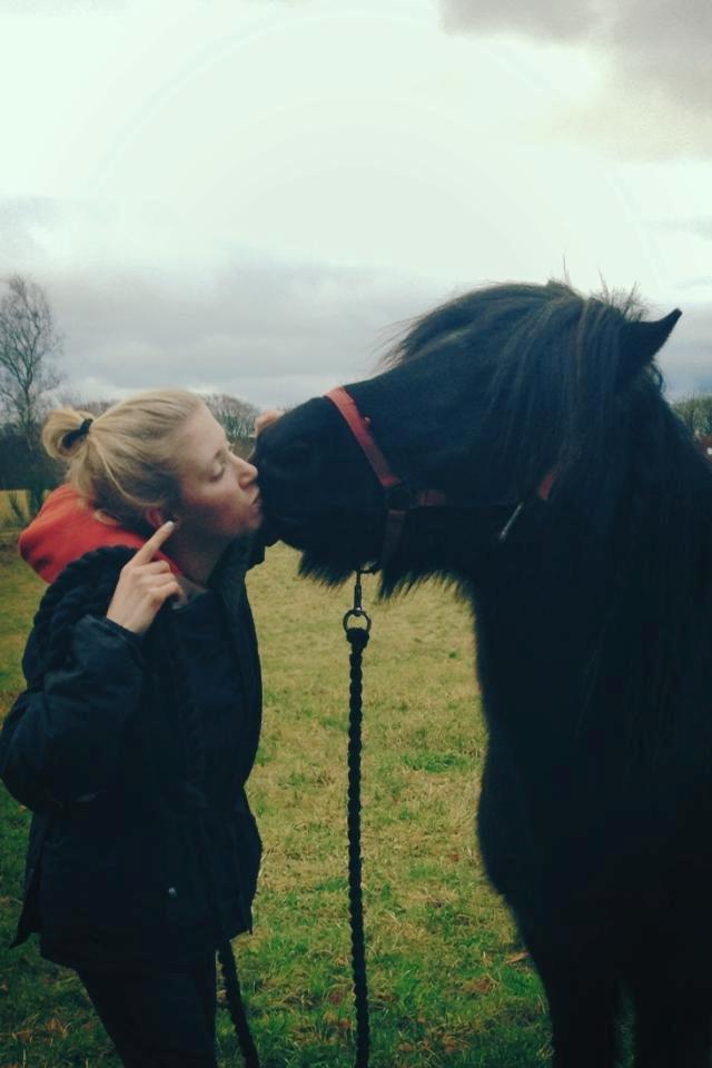 Islænder Thor (Mussi) billede 20