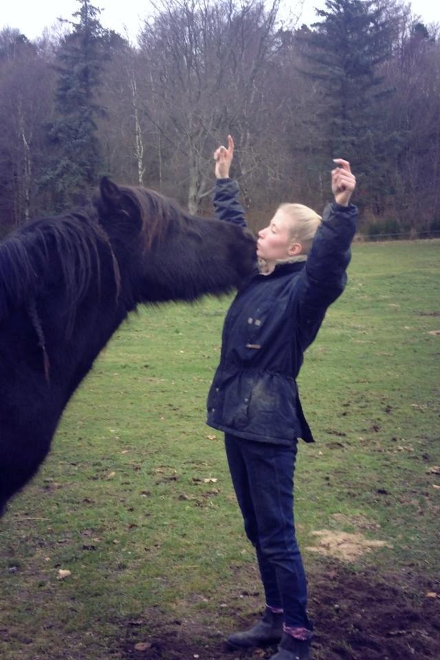 Islænder Thor (Mussi) billede 4