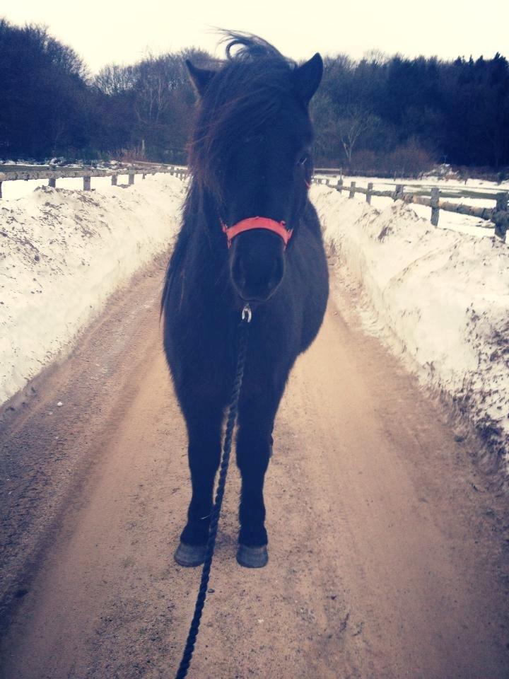 Islænder Thor (Mussi) billede 1