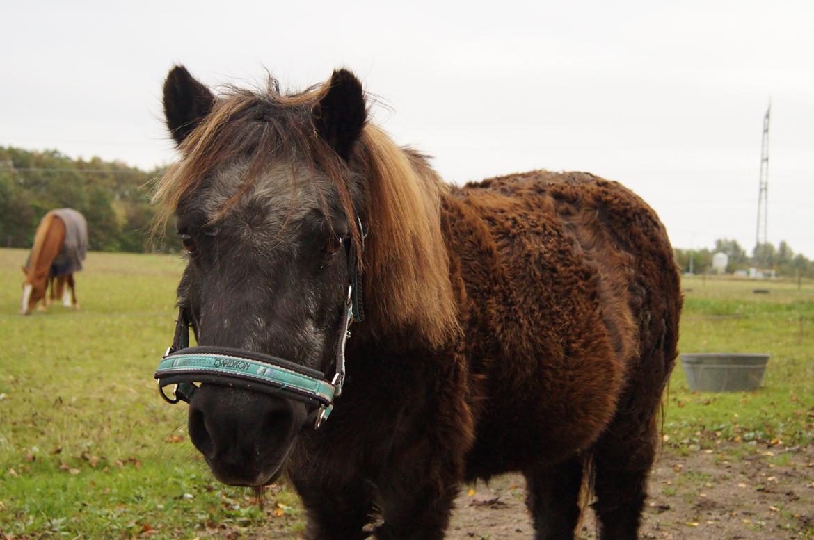 Shetlænder Ravnsagergaards Musse (Mulle) <3 - Mulle <3
Foto: Helena. billede 12