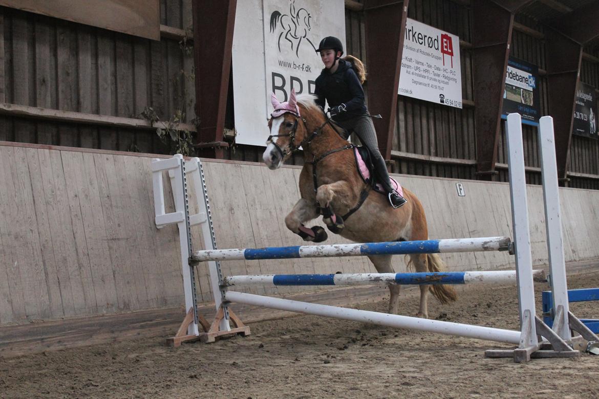 Haflinger Studgårdens Sally <3<3 - 4] Spring undervisning af Jhanne, Sprang 90cm. :) Dato: 28.12 2012 Foto: Micaya billede 4