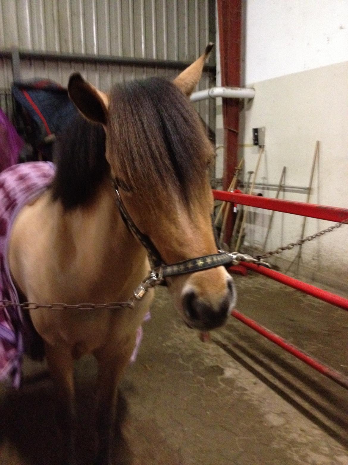 Anden særlig race Vanilla billede 3