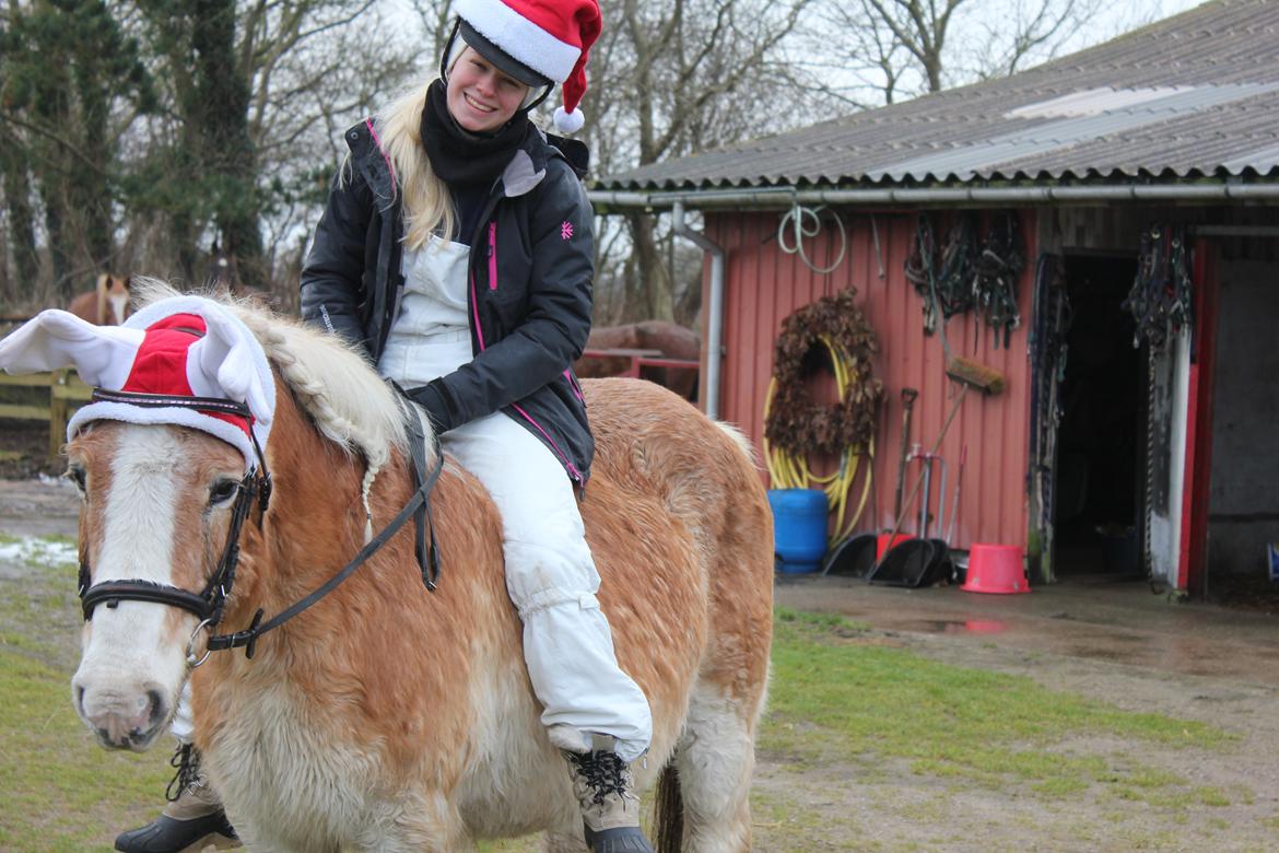 Haflinger Tulle [Solgt] - Jule tur d. 24 december 2012 :o) dejlige pony!! billede 13