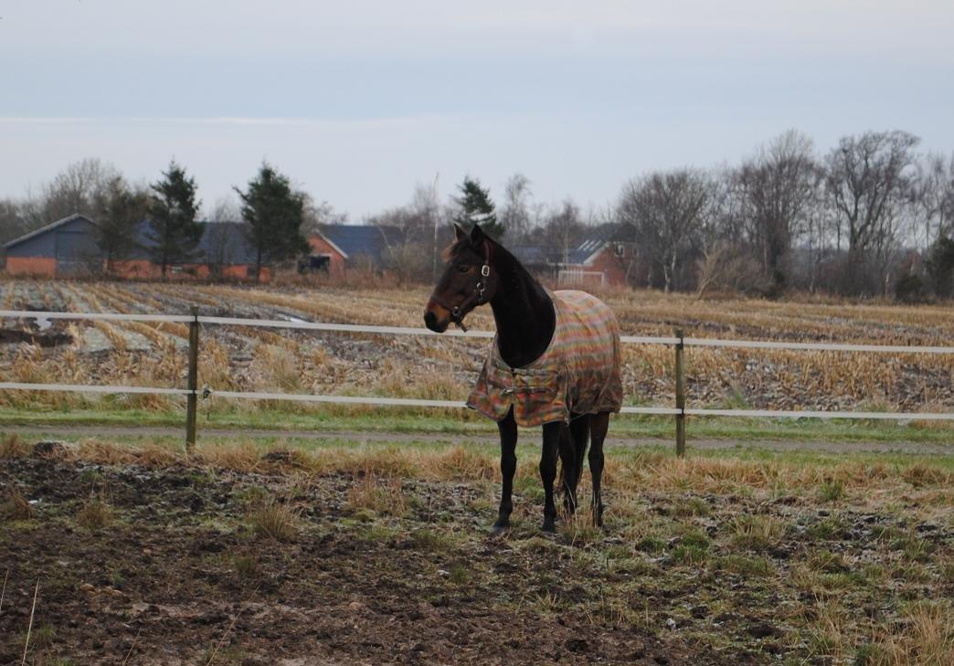 Traver Lavendel Safir billede 12