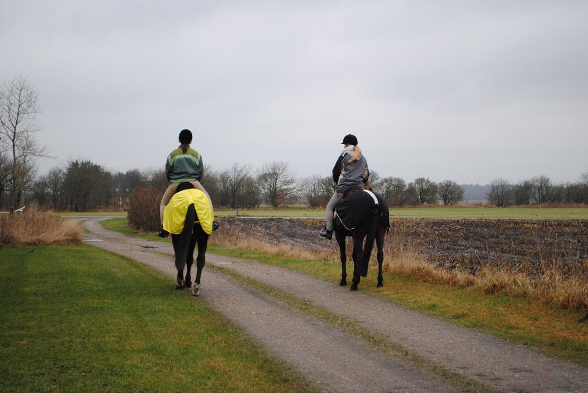 Traver Lavendel Safir - På vej ud. Go'e numser :) billede 11