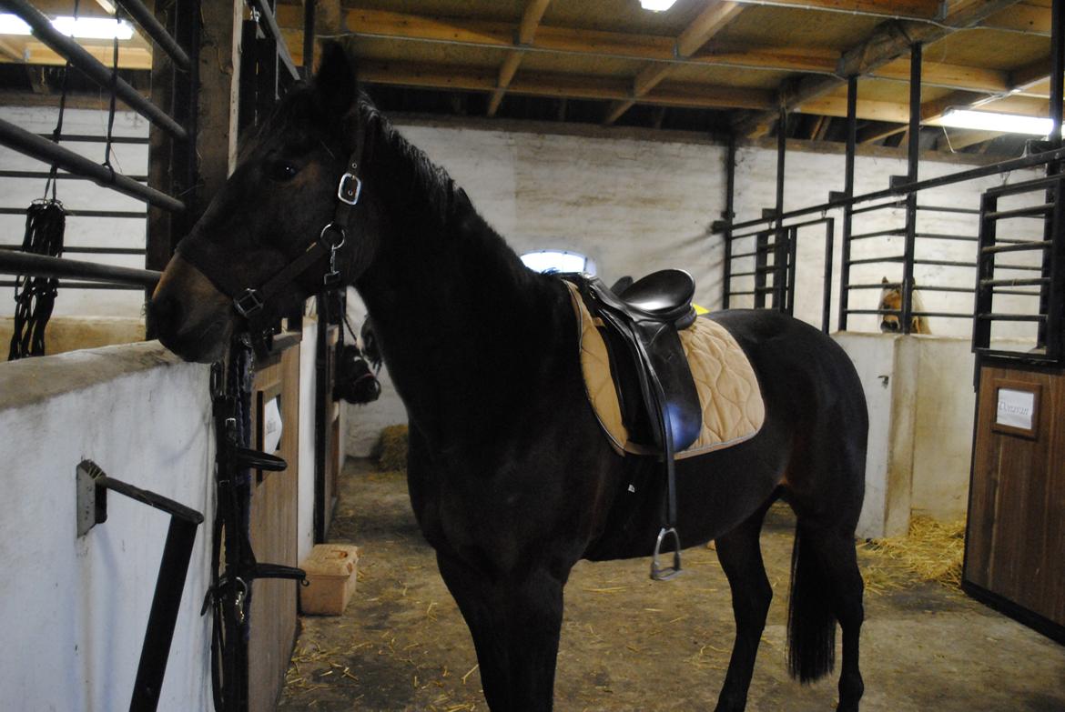 Traver Lavendel Safir - Efter ridetur :) billede 8