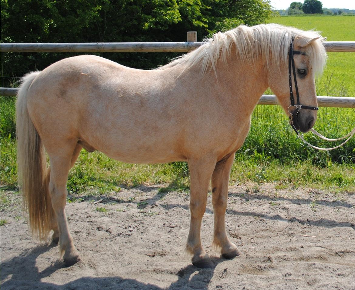 Islænder Brandari fra Jelshøj - Smukke lille hest <3 Juni 2011 - Foto: Mio billede 17