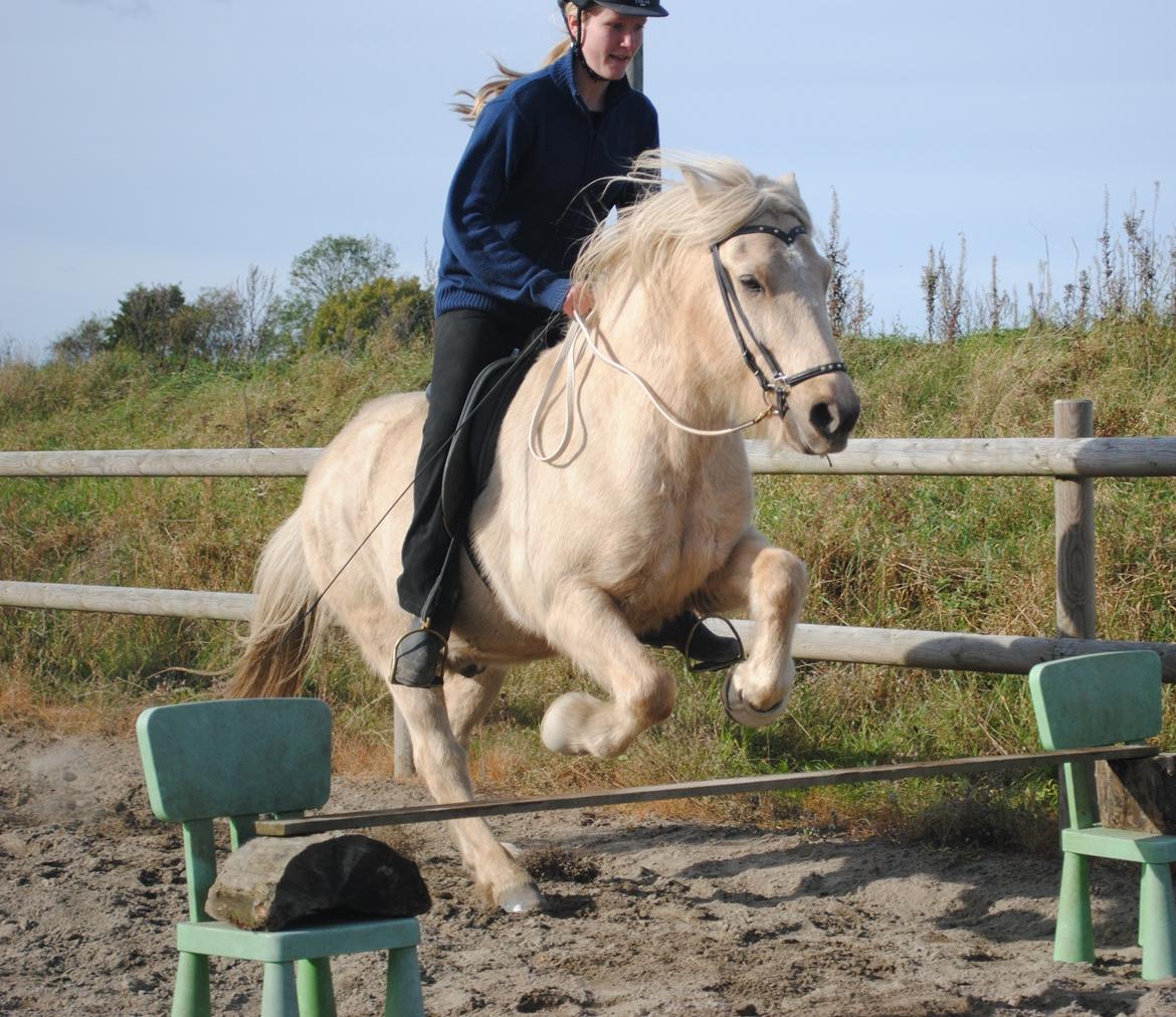 Islænder Brandari fra Jelshøj - Emilie og Brandari, April 2012 - foto: mig billede 18