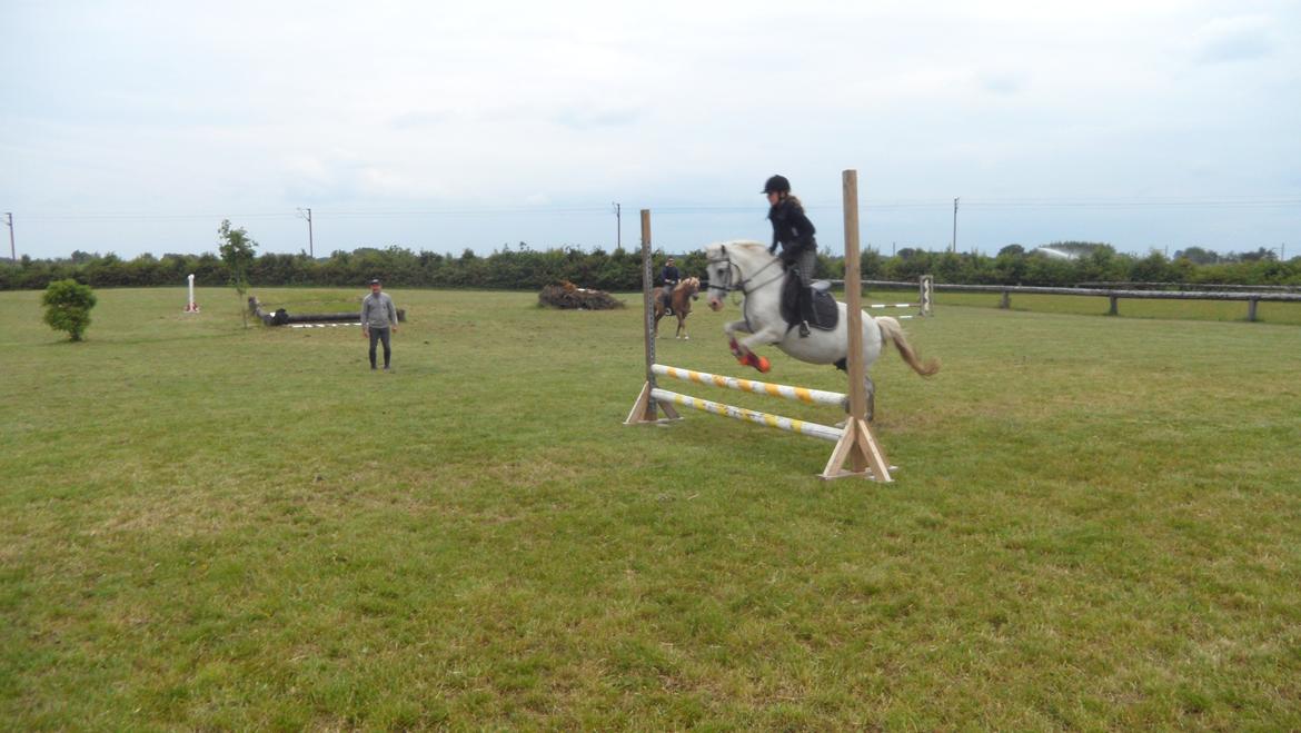 Anden særlig race Dixi *SOLGT* - Springtræning d. 6.6 2012 billede 1