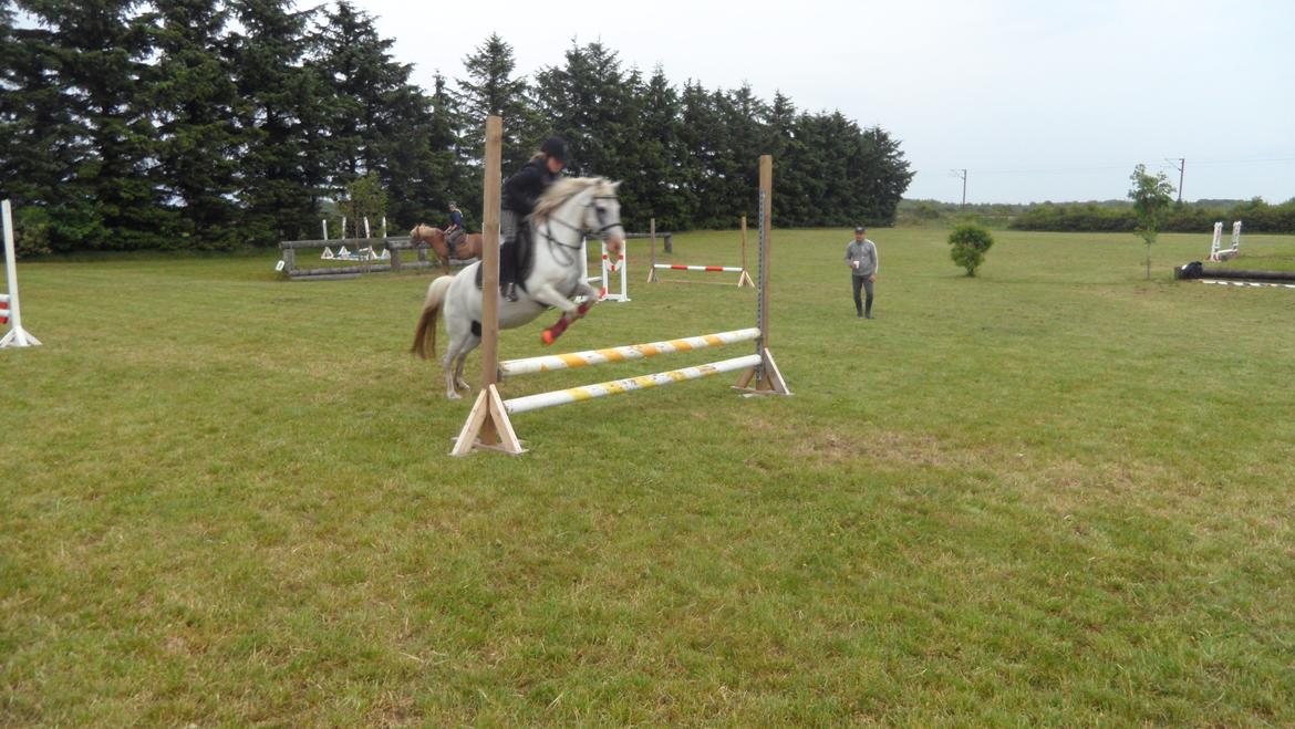 Anden særlig race Dixi *SOLGT* - Springtræning d. 6.6 2012 billede 2