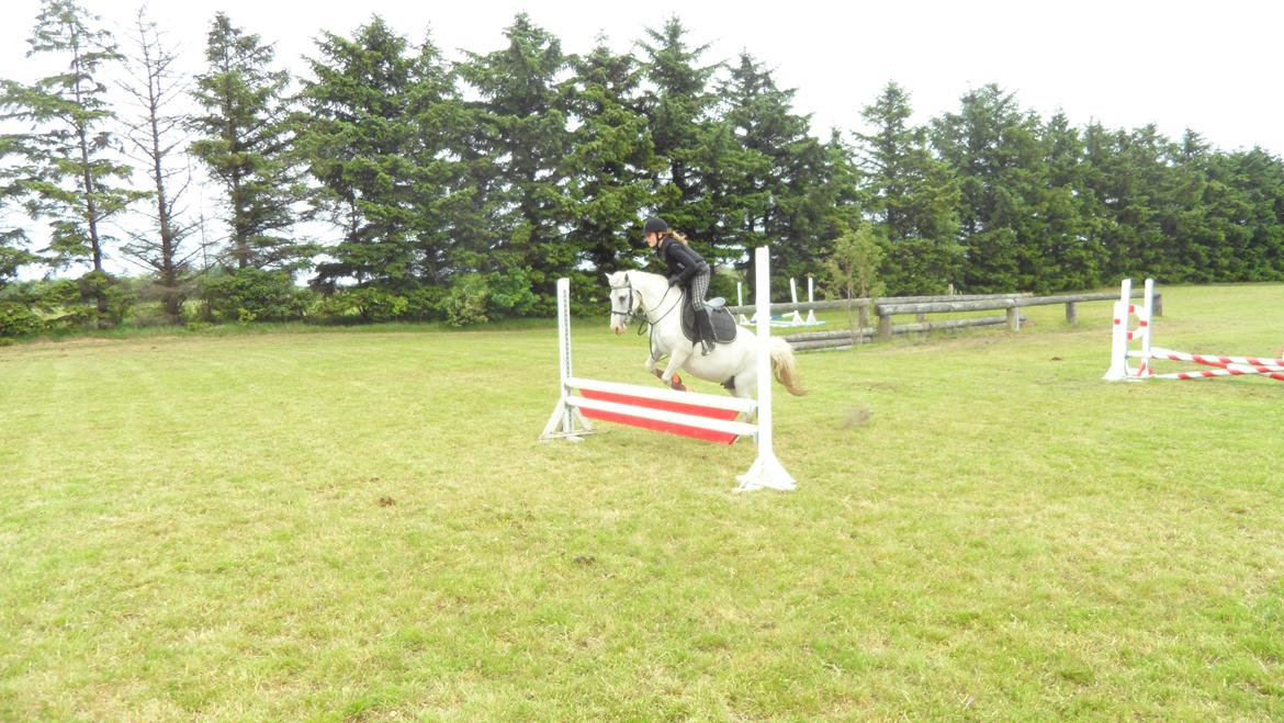 Anden særlig race Dixi *SOLGT* - Springtræning d. 6.6 2012 billede 3