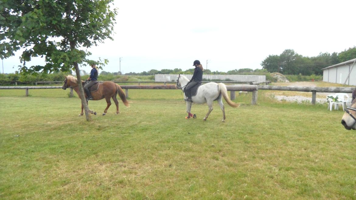 Anden særlig race Dixi *SOLGT* - Så er det min tur, hyb lille Dixi billede 4