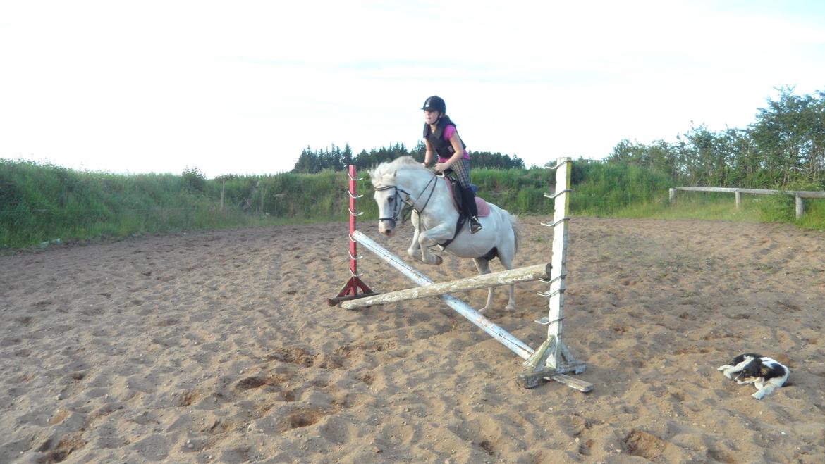 Anden særlig race Dixi *SOLGT* - Lidt opvarmning der hjemme i træning:) billede 5