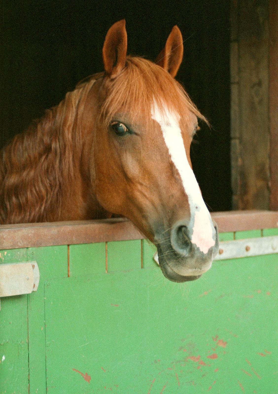 Tysk Sportspony Montana billede 1