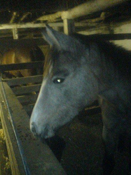 Anden særlig race India - India, i 2008, 6-7 måneder, lige da jeg havde fået hende hjem. billede 11