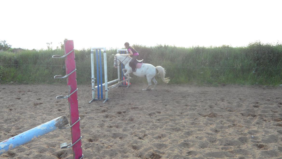 Anden særlig race Dixi *SOLGT* - Lidt opvarmning i nu, men det er det sidste spring i opvarmning. Så sidder vi det  op til 80 cm:) billede 6