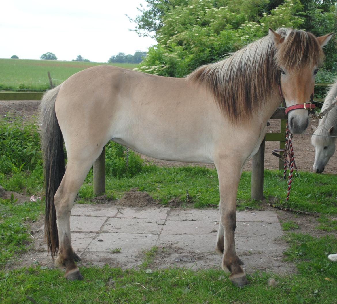 Islænder Fála fra Kirkeskovgård - Opstillingsbillede. Her er hun er 3 år, så hun har siden da vokset sig mere velrejst ;-) Juni 2011 - Foto: mig billede 18