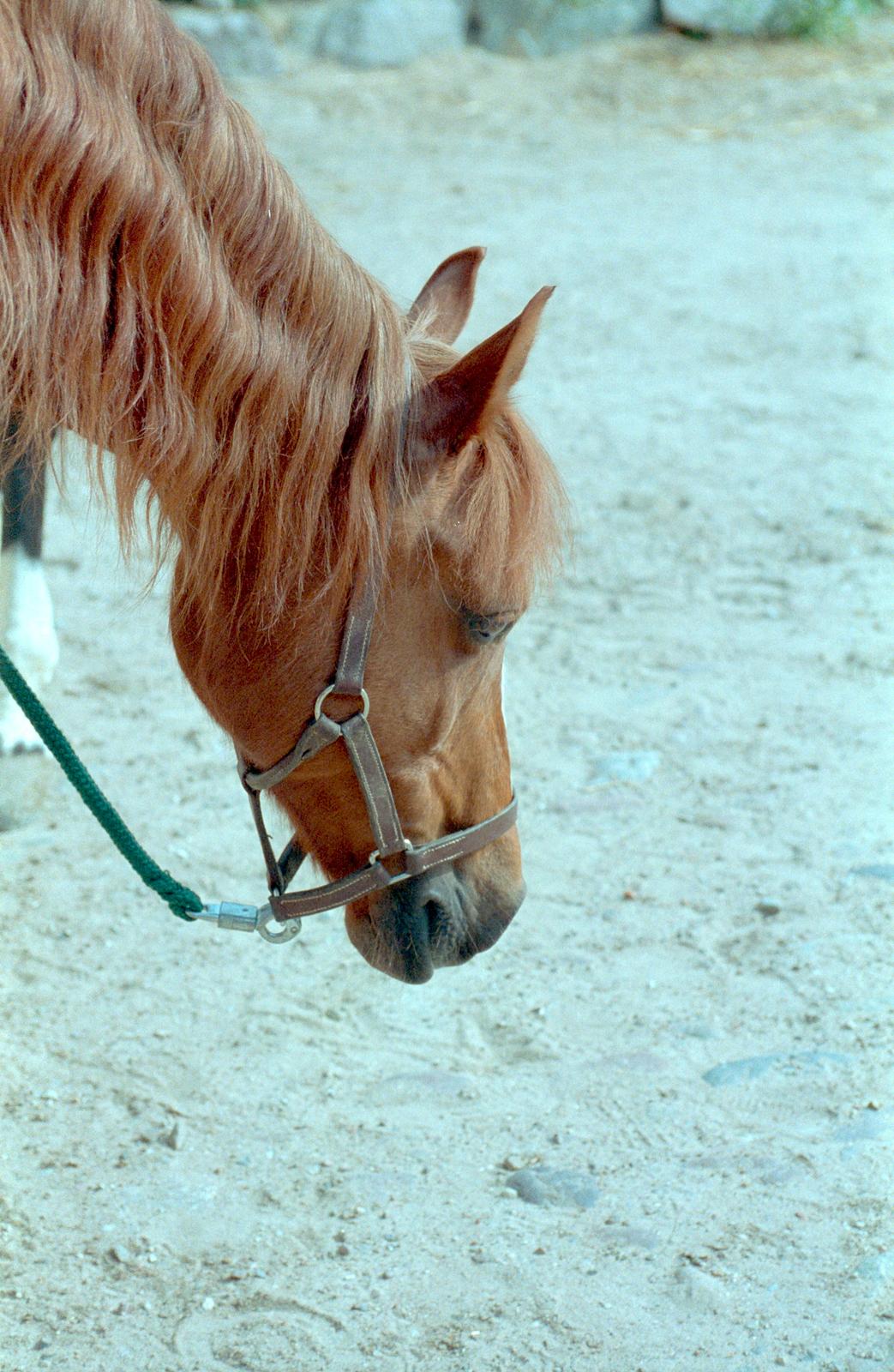 Tysk Sportspony Montana billede 6