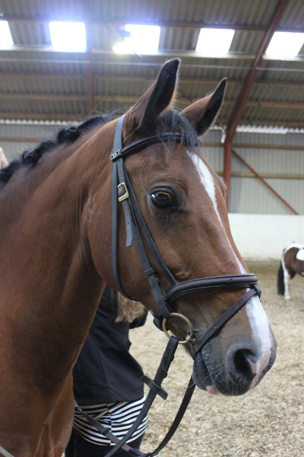 Welsh Cob (sec D) Tireve Bossman  billede 11