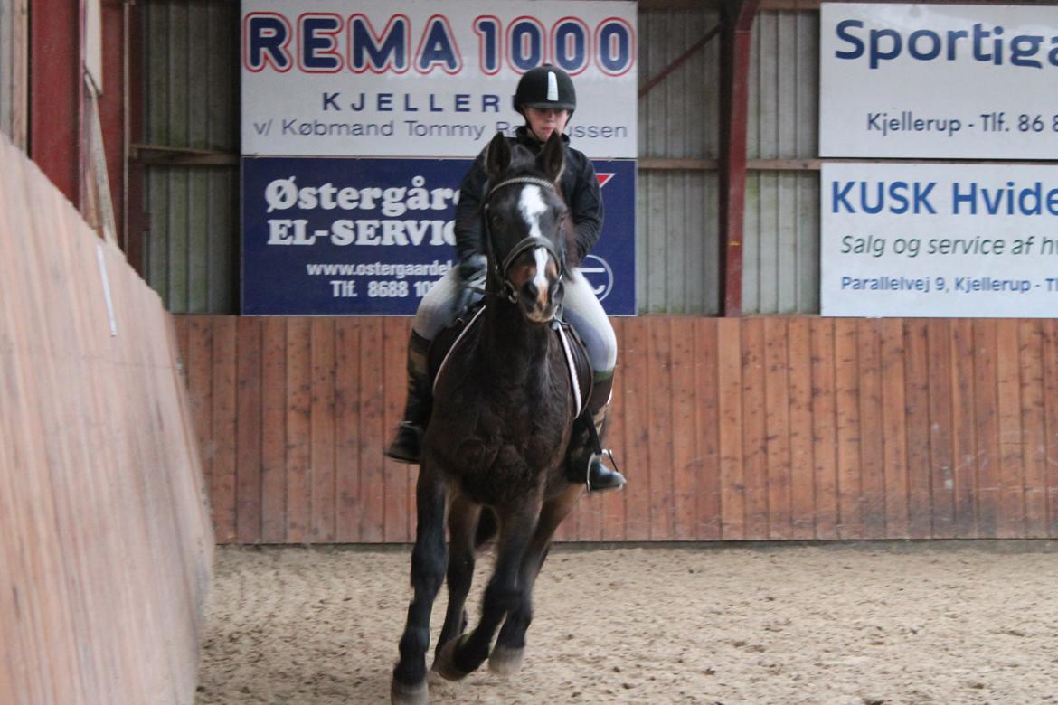 Anden særlig race Jonatan<3 (rideskole.pony) *himmelpony - 2012 jeg elsker dig og hvor vi langt vi er kommet sammen <33  billede 16