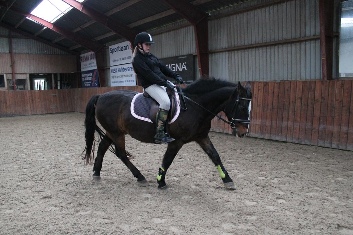 Anden særlig race Jonatan<3 (rideskole.pony) *himmelpony - fordi jeg vidste du altid kunne og sammen gjorde vi det :D  billede 17