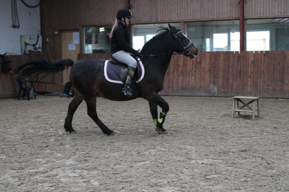 Anden særlig race Jonatan<3 (rideskole.pony) *himmelpony - en god galop ska der osse til :P  billede 18